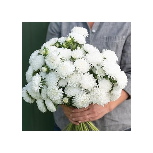 Heirloom Non-GMO White Callistephus Flower Seeds for Planting [neera-v5-133991d4766144516212]