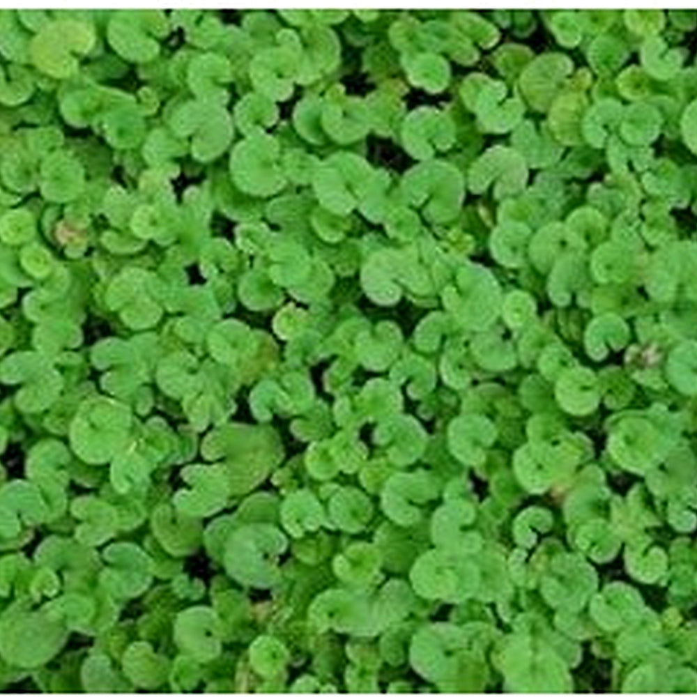 Heirloom Non-GMO Pink Dichondra Repens Plant Seeds For Planting Ornamental Ground Cover High Germination Organic Garden Seeds [neera-v5-133a383f2bb0eaf3184e]