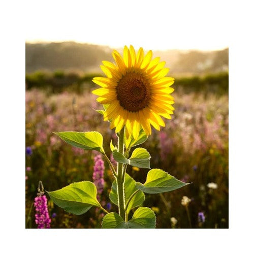 Rare Taiyo Sunflower Tall Flowers Heirloom Non Gmo Flower Seeds Home Garden Planting, Landscape [neera-v5-133cf3525a3c68778df7]