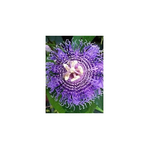 Sweet Grenadilla Passiflora Heirloom Non Gmo Fruit For Tropical Garden Planting Flower Seeds for [neera-v5-133e2e368359243c04f7]
