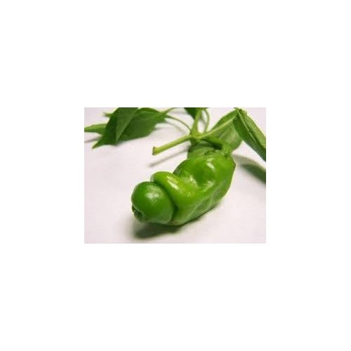 Peter Pepper Vegetable Seeds for Planting [neera-v5-1348babdb94cca13ed86]