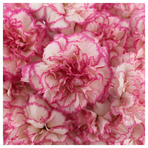 Heirloom Non-GMO Pink White Carnation Flower Seeds with Charming Color [neera-v5-134d0e667ef5ef8e4ce2]
