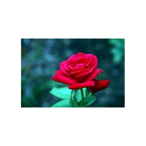 Pink Ruby Rose Flower Seeds for Planting | Heirloom, Non-GMO, Organic Garden Seeds with High Germination [neera-v5-1357c9a0bcadd63606d3]