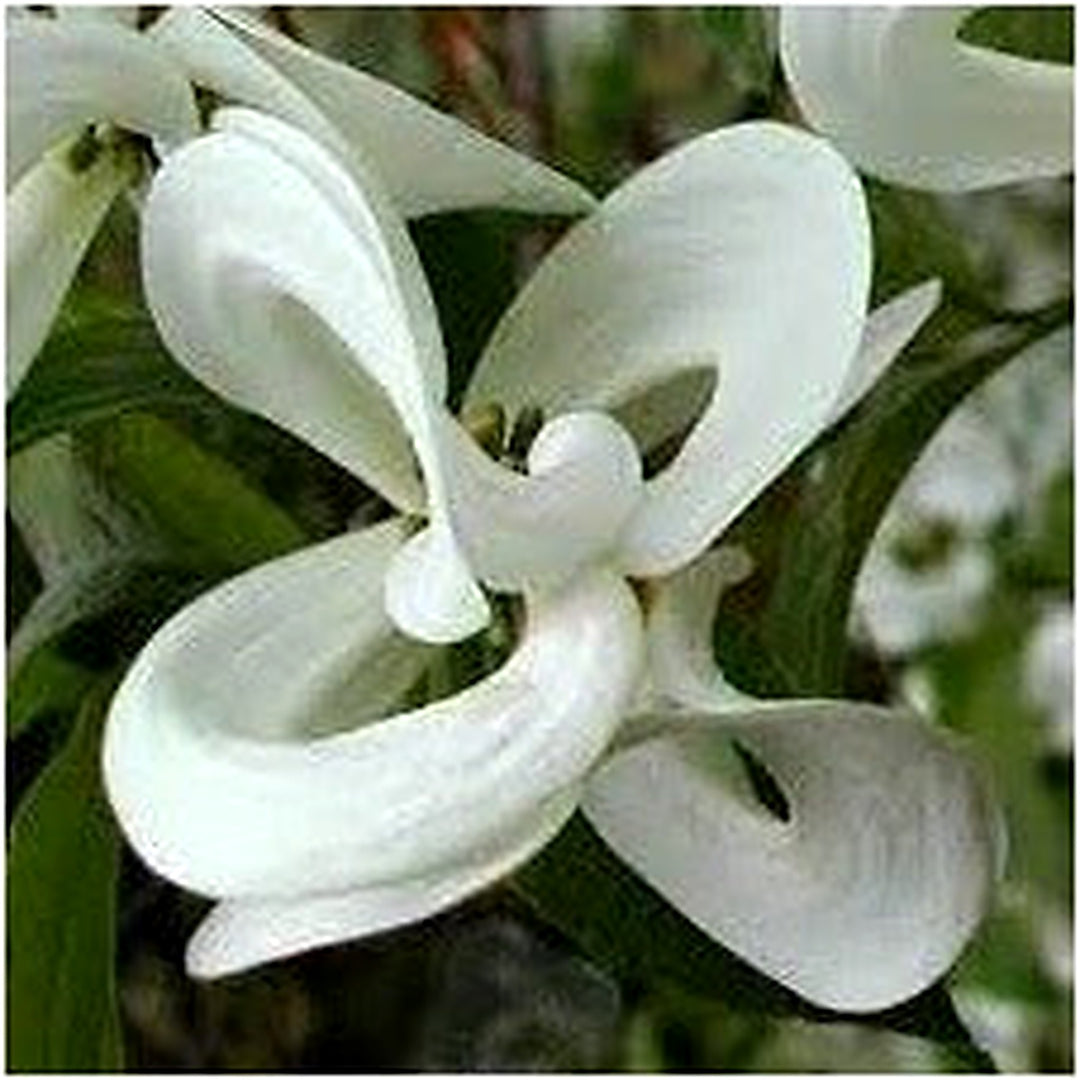 Heirloom Non-GMO Cornus Flower Seeds for Planting [neera-v5-13591290646878f53910]