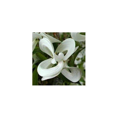 Heirloom Non-GMO Cornus Flower Seeds for Planting [neera-v5-13591290646878f53910]