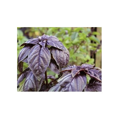Lemon Basil Seeds for Planting [neera-v5-135d1594e922fee1ecac]