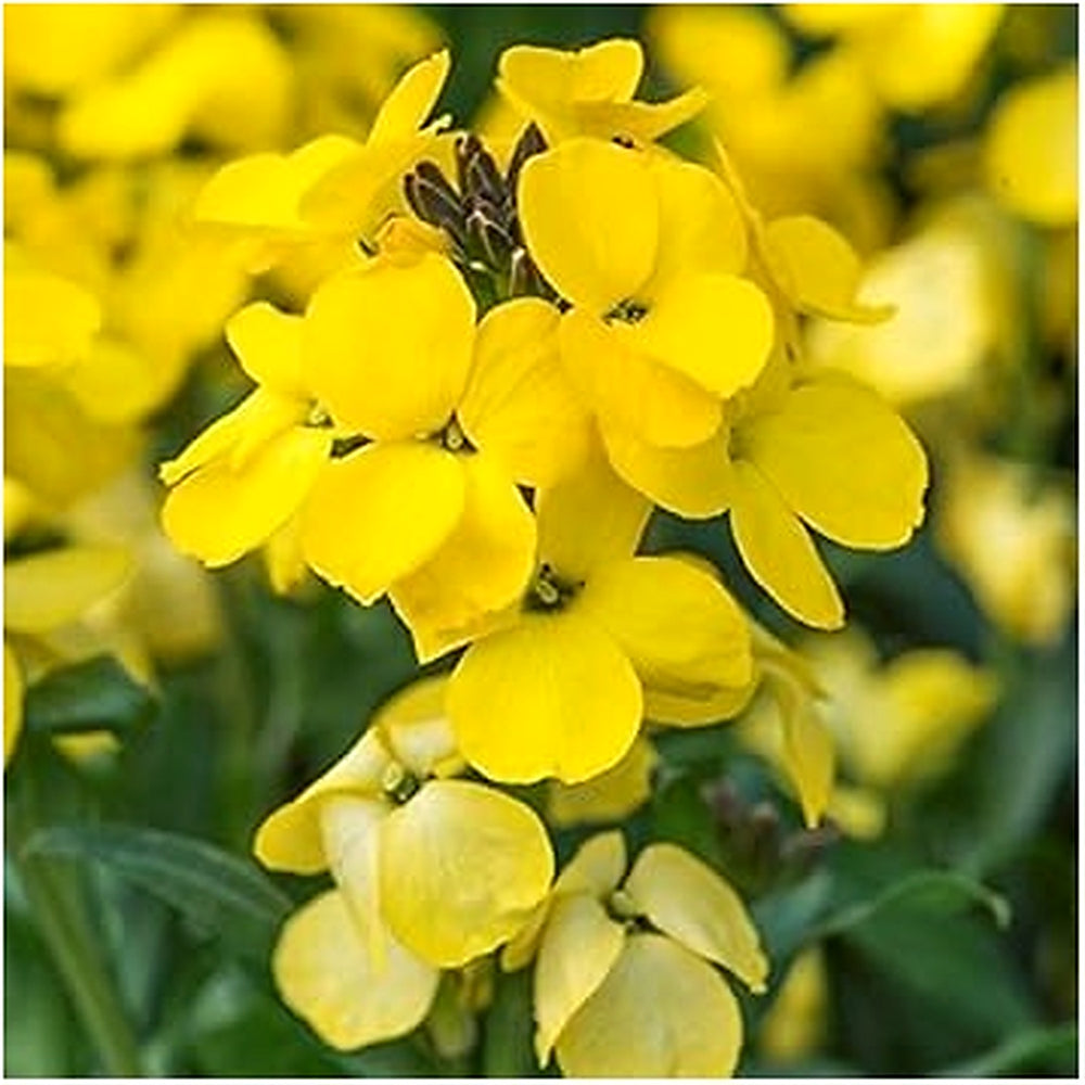 Heirloom Non-GMO Wallflower Seeds for Planting [neera-v5-136fb46c3cf72345aa02]