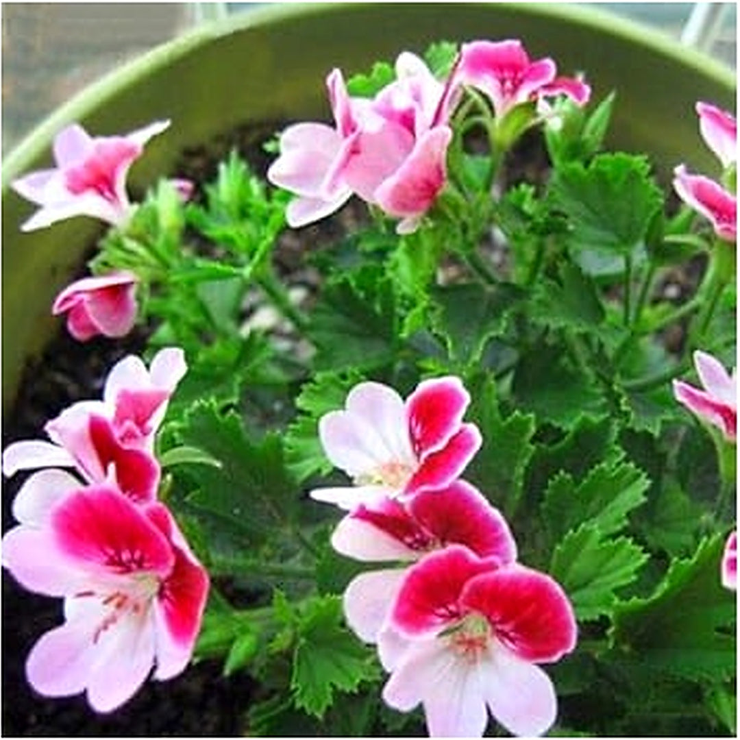 Organic Heirloom Pink Mix Pelargonium Peltatum Seeds [neera-v5-13704e8cf947460c42eb]