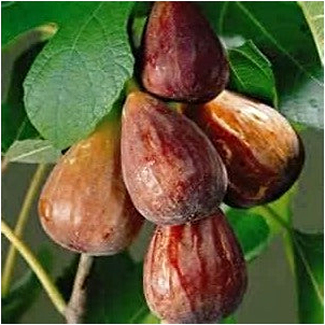 Brown Turkish Fruit Seeds for Planting | Heirloom Non-GMO Organic Seeds for Unique Turkish Fruits [neera-v5-1374493e30ea2cfb271a]