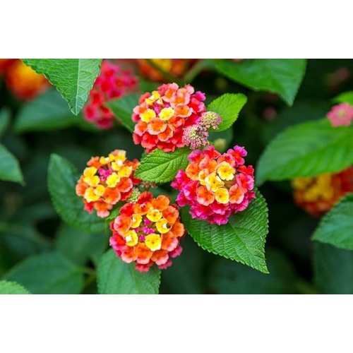 Heirloom Non-GMO Lantana Flower Seeds for Planting [neera-v5-1378f61d5fc45d68559f]