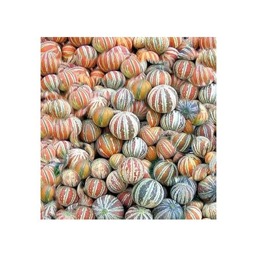 Kajari Melon Seeds [neera-v5-137e8c58c1d9dcec7083]
