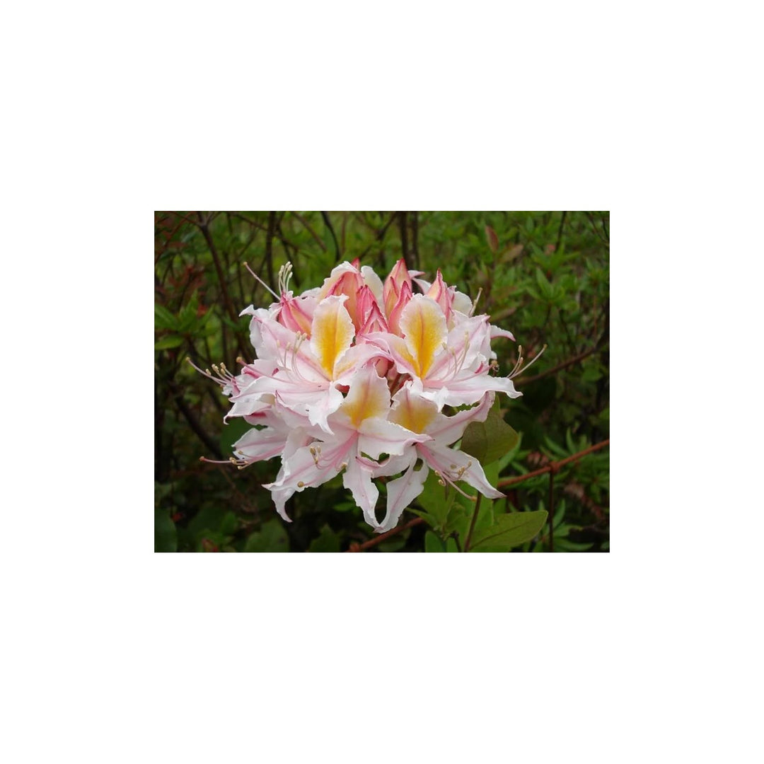 Heirloom Non Gmo Western Azalea Flower Fragrant Rhododendron Occidentale For Pollinator Gardens [neera-v5-13827e247b68ea4641a2]