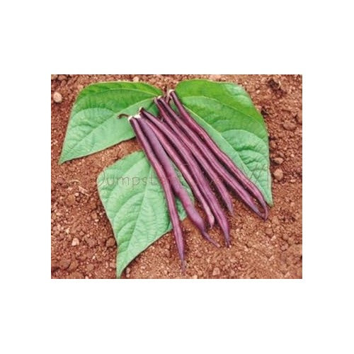 Violet Beans Seeds for Planting [neera-v5-13854db4d8201a173212]
