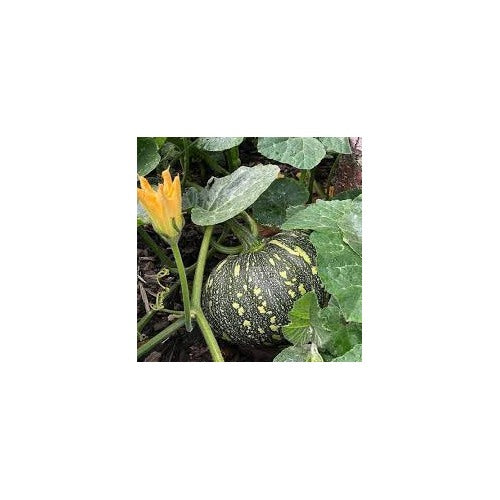Calabaza or Sweet Pumpkin Seeds for Planting [neera-v5-1393572a338338b8446e]