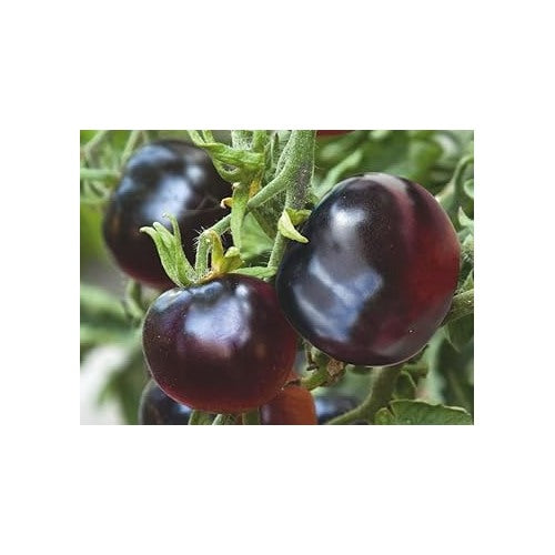 Black Tomato Vegetable Seeds for Planting [neera-v5-139cdb72921e81c40843]