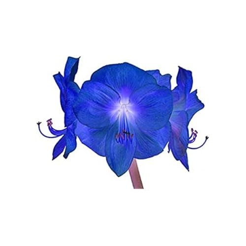 Blue Hippeastrum Flower Seeds for Planting | Heirloom Non-GMO High Germination Organic Garden Seeds [neera-v5-139cf06da6ae07413bc7]
