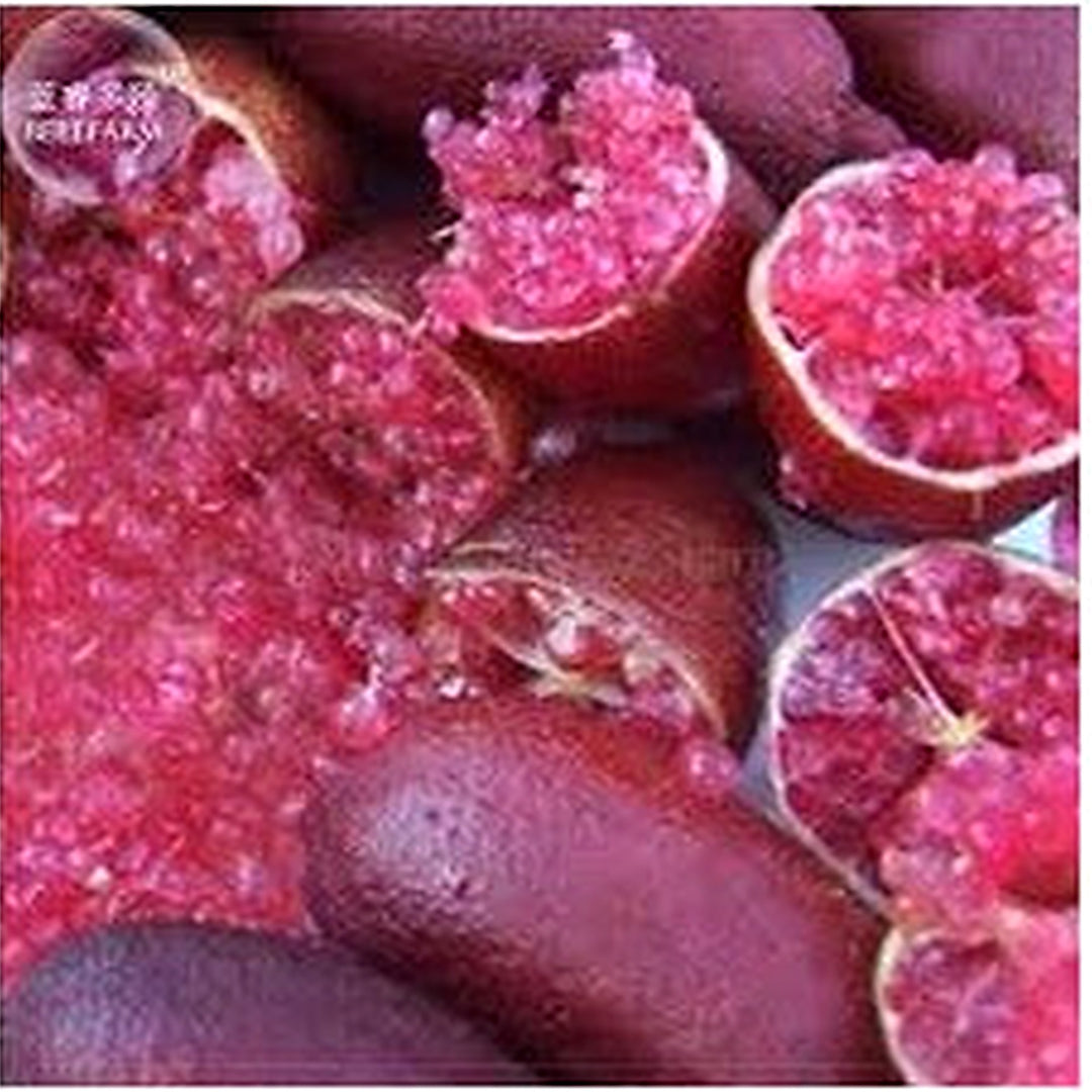 Pink Ice Finger Lime Fruit Seeds for Planting [neera-v5-13a16ea1895d08c196f1]