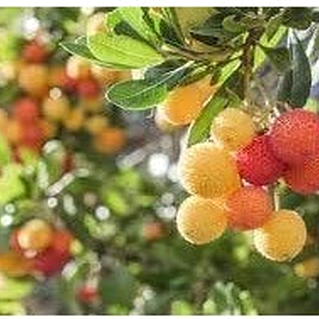 Yellow Red Bayberry Fruit Seeds for Planting [neera-v5-13bb4780aa7d76cd060b]