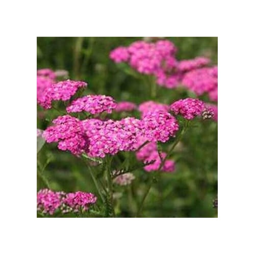 Heirloom Yarrow Flower Seeds for Planting [neera-v5-13bc2f47930703c96842]