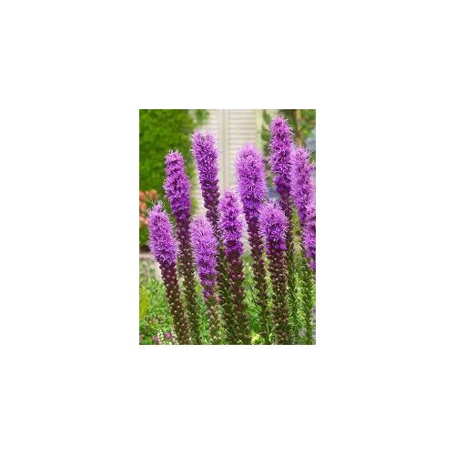 Lavender Liatris Flower Seeds for Planting [neera-v5-13be48665deff579b7ca]