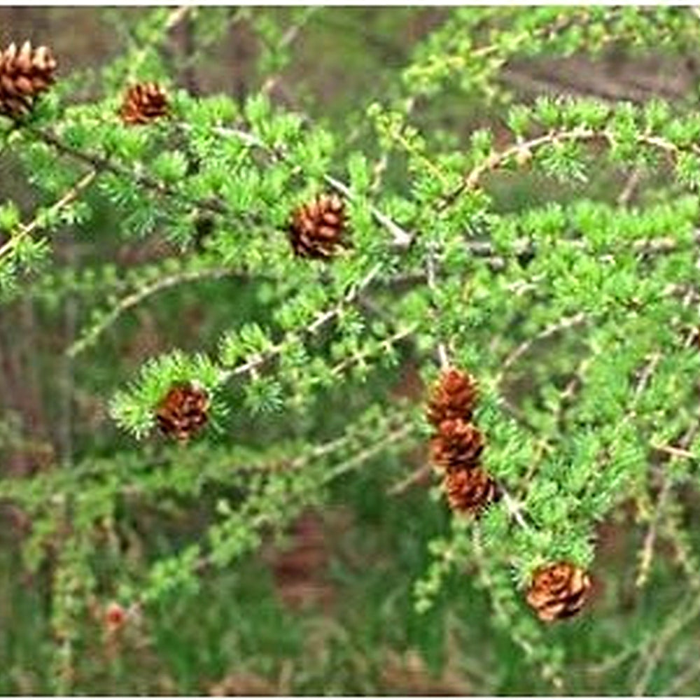 Brown Larix Decidua Plant Seeds [neera-v5-13bf8d06cde6014ed598]