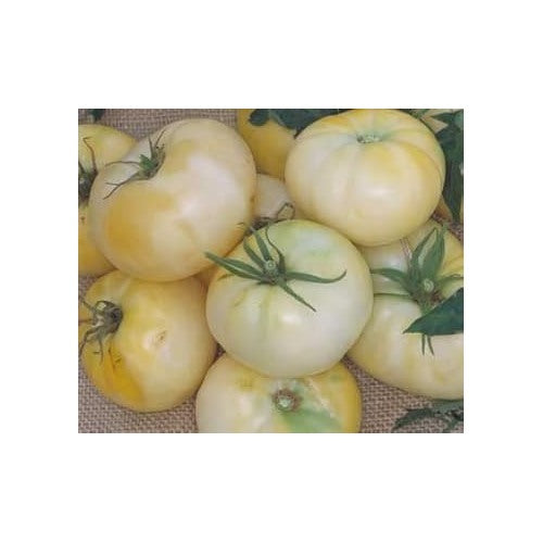 Light Yellow Tomato Seeds for Planting [neera-v5-13cb3f045ebf13345a3c]