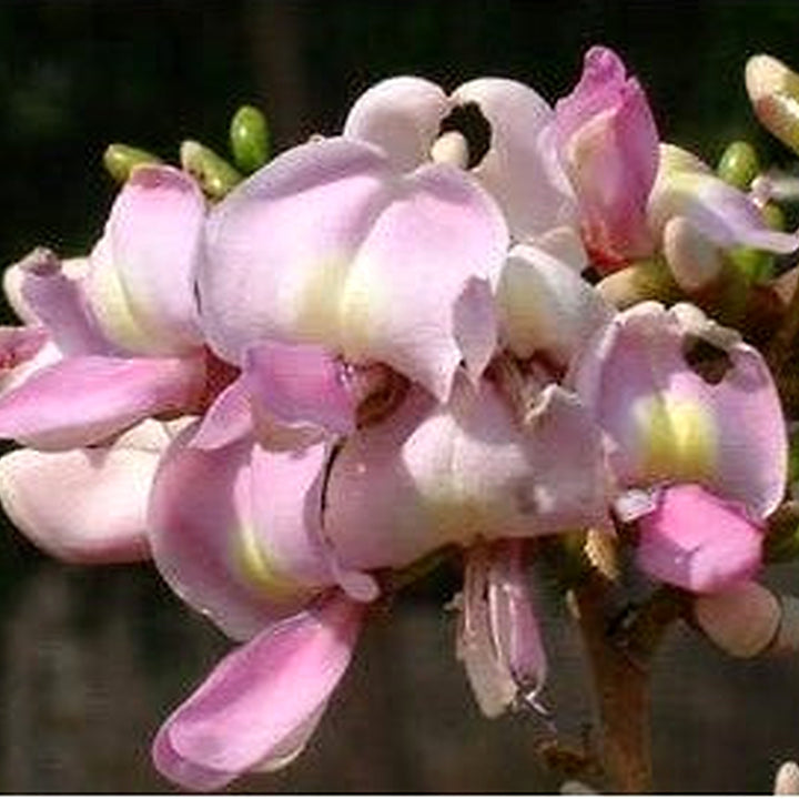 Gliricidia Maculata Madre de Cacao Seeds for Planting [neera-v5-13d4b9eedac9626731ac]