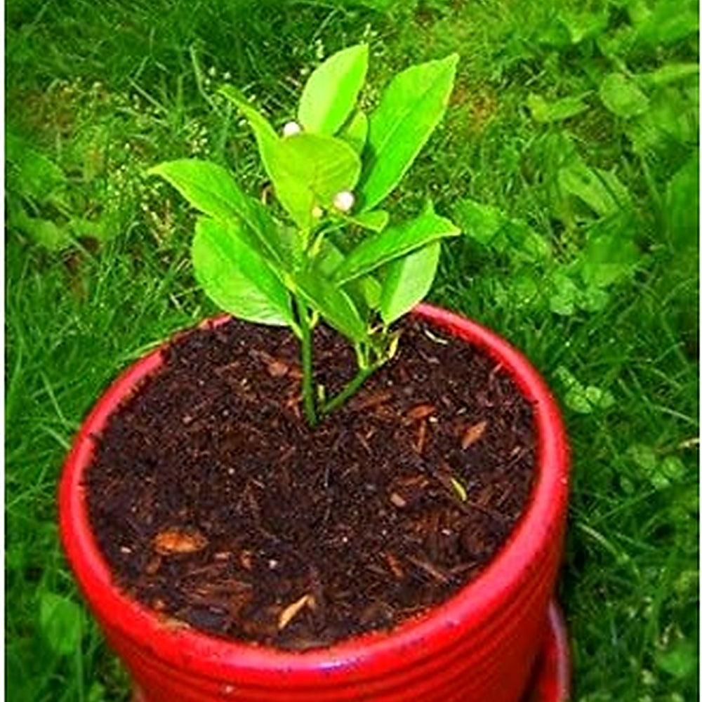 Yellow Citrus Lemon Tree Seeds for Planting [neera-v5-13d74974b38f4935a64c]