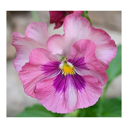 Light Pink Pansy Heirloom Non-GMO Seeds for Planting [neera-v5-13efa082abaad4bd78c9]