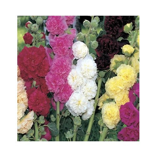 Summer Carnival Mix Hollyhock Planting Non Gmo Usa Heirloom Flower Seeds Home Garden [neera-v5-13f8dc12cfd3debfb599]