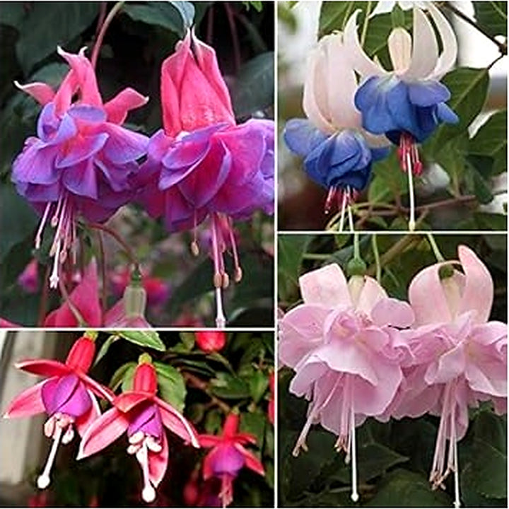 Multi-Colour Fuchsia Seeds for Planting [neera-v5-1405b4fc57c987a5f310]