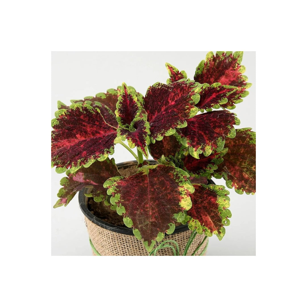 Coleus Plectranthus Scutellarioides Bonsai Herb For Planting Best For Indoor Pots Decorative [neera-v5-1409e362178694c3fa1c]