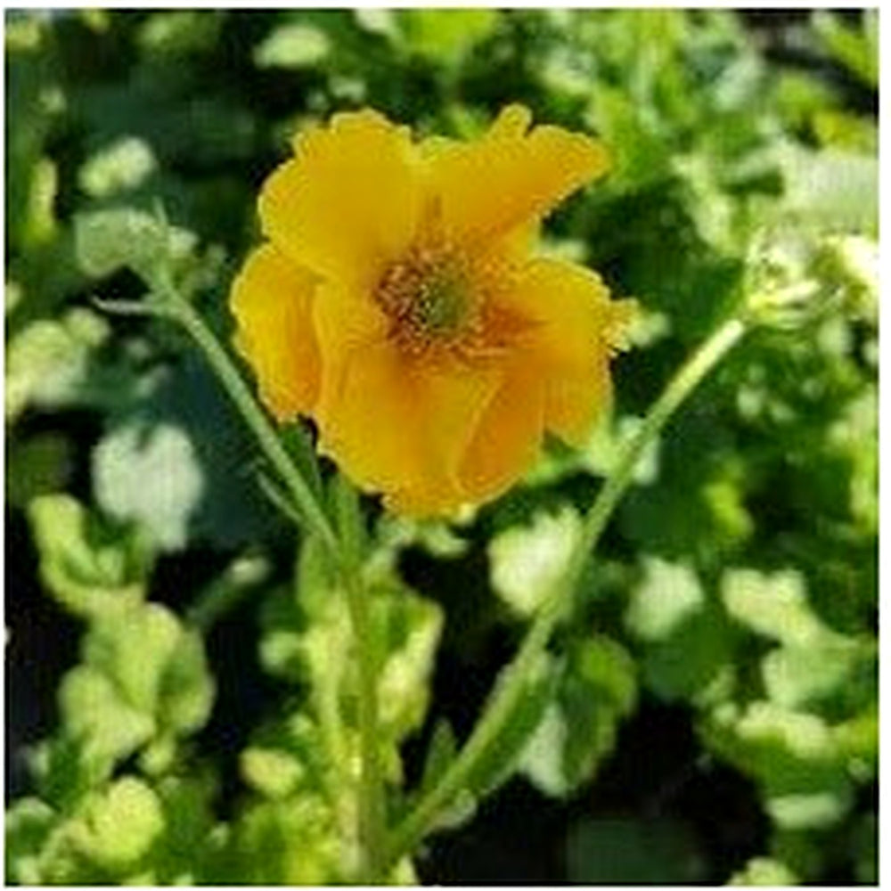 Geum Chiloense Flower Seeds for Planting [neera-v5-140a7b86ffdecdb83c8d]
