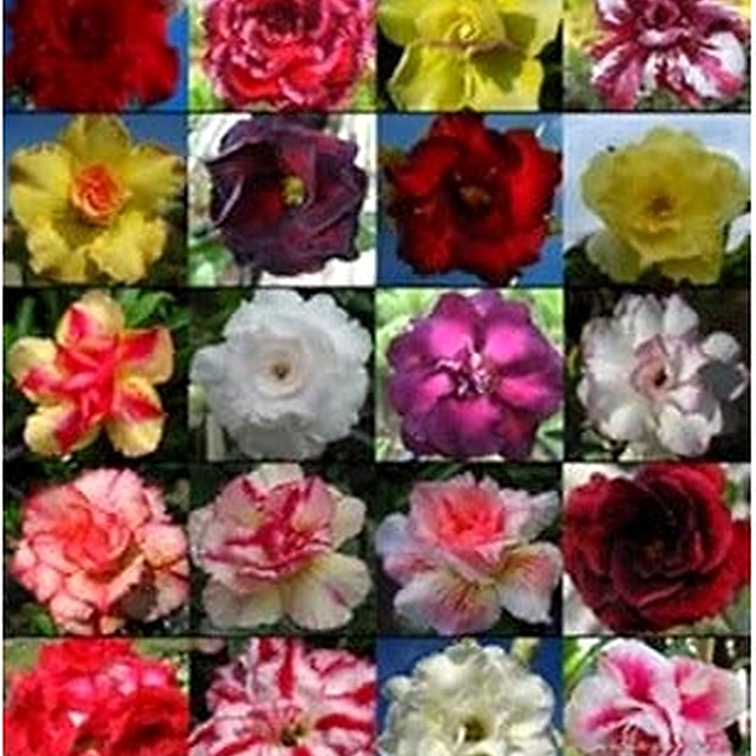 Heirloom Mixed Adenium Flower Seeds [neera-v5-140b085668ede94f3f41]