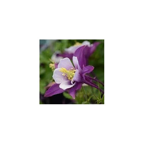 Aquilegia Plant Seeds for Planting [neera-v5-140ea738b0c15eb0f4f2]