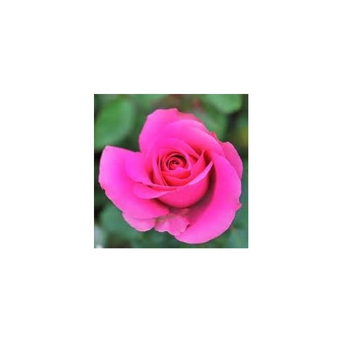 Heirloom Non-GMO Dark Pink Rose Flower Seeds for Planting [neera-v5-1418959fff9f51e06983]
