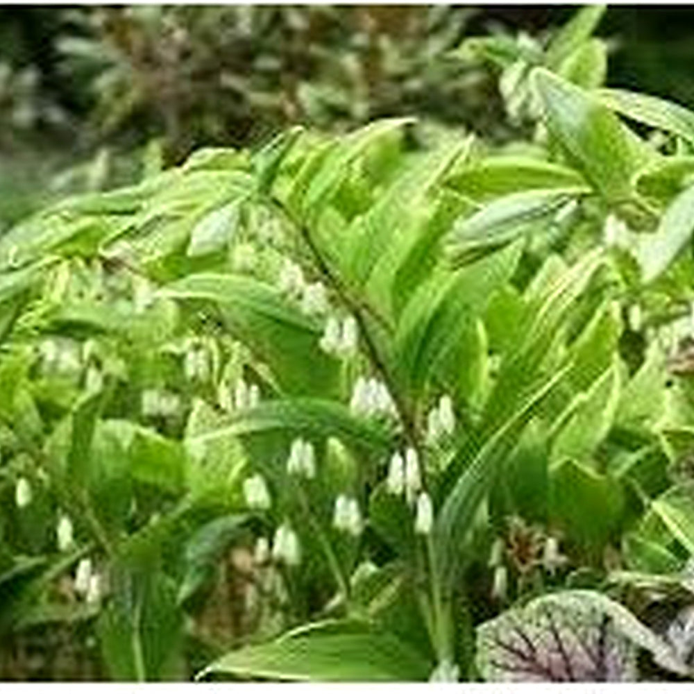 Green Polygonatum (Solomon’s Seal) Seeds for Planting [neera-v5-142c532663587a20ccad]