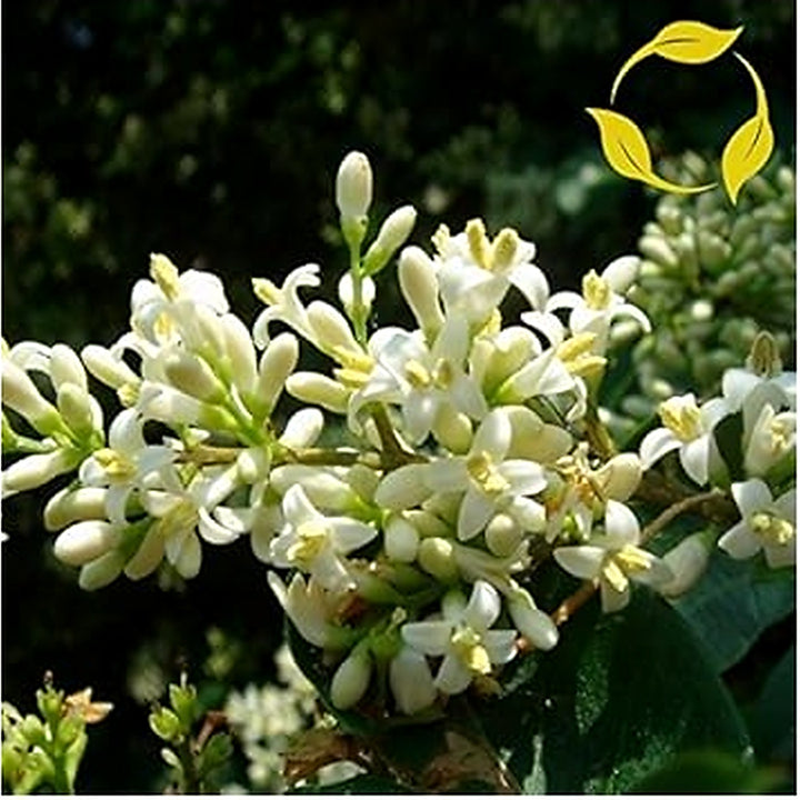 Heirloom Non-GMO White Privet Flower Seeds for Planting [neera-v5-1442c2af73abe7adba28]