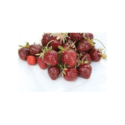 Strawberry Fruit Seeds [neera-v5-144322922439e822c384]