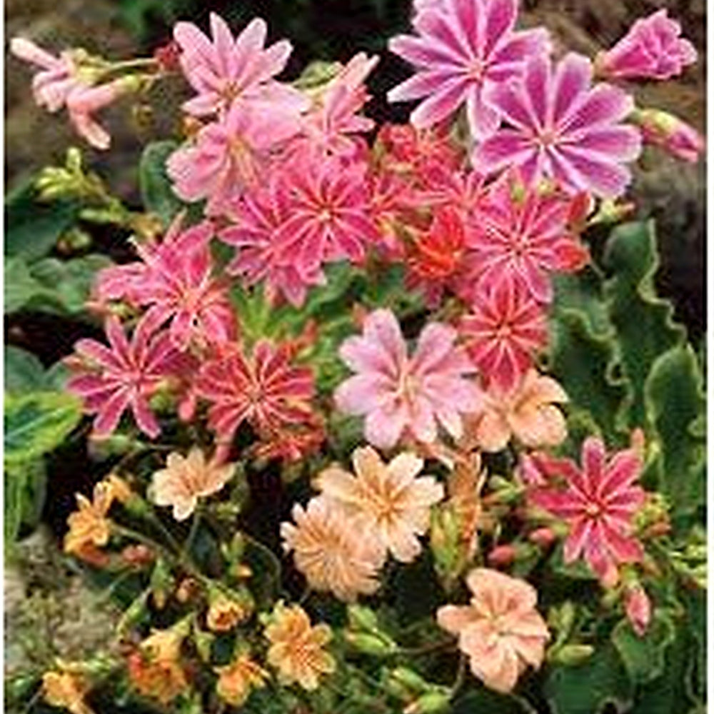 Lewisia Cotyledon Flower Seeds for Planting [neera-v5-1446dbb0a1f224d6b0c5]