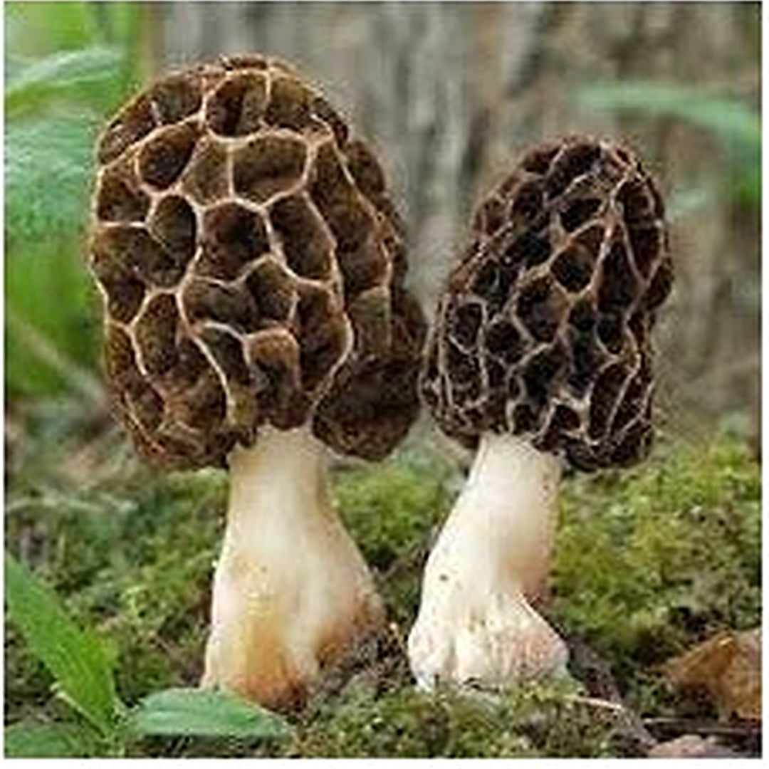 Morel Mushroom Seeds for Planting [neera-v5-14557743a85bd770b089]