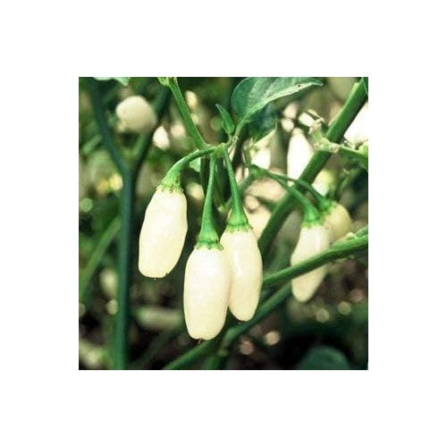 White Habanero Seeds for Planting [neera-v5-145999bdaed13fb960eb]