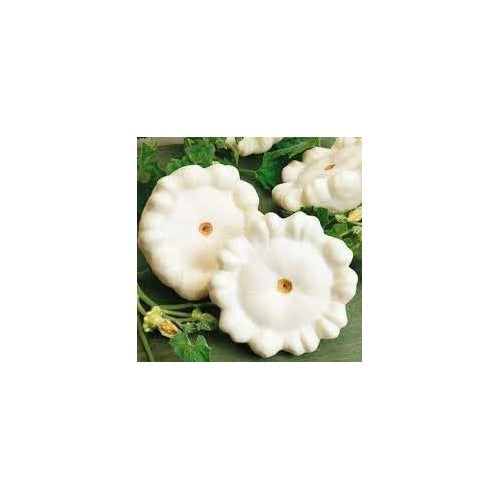 Scallop White Bush Squash Vegetable Seeds for Planting [neera-v5-146052f0a6b5815493e9]