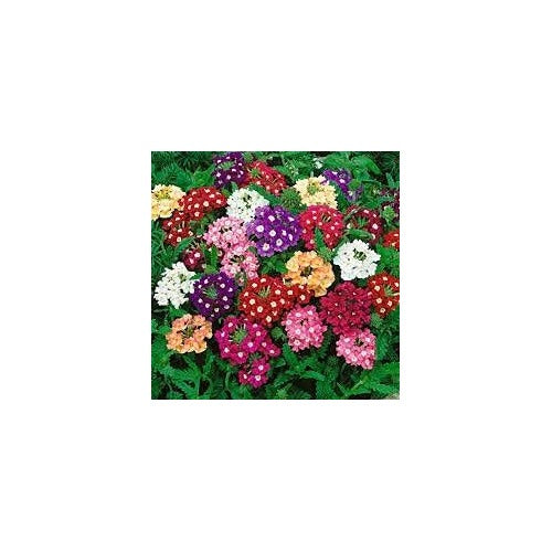 Heirloom Verbena Plant Seeds, Non-GMO Colorful Blooms for Pollinator-Friendly Garden Planting [neera-v5-14682eac4613e7f34812]
