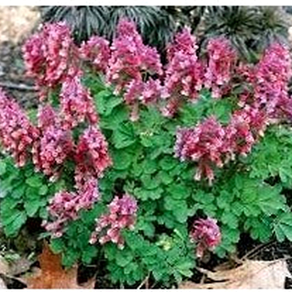 Corydalis Plant Seeds for Planting [neera-v5-147f708845e6bcbd2556]