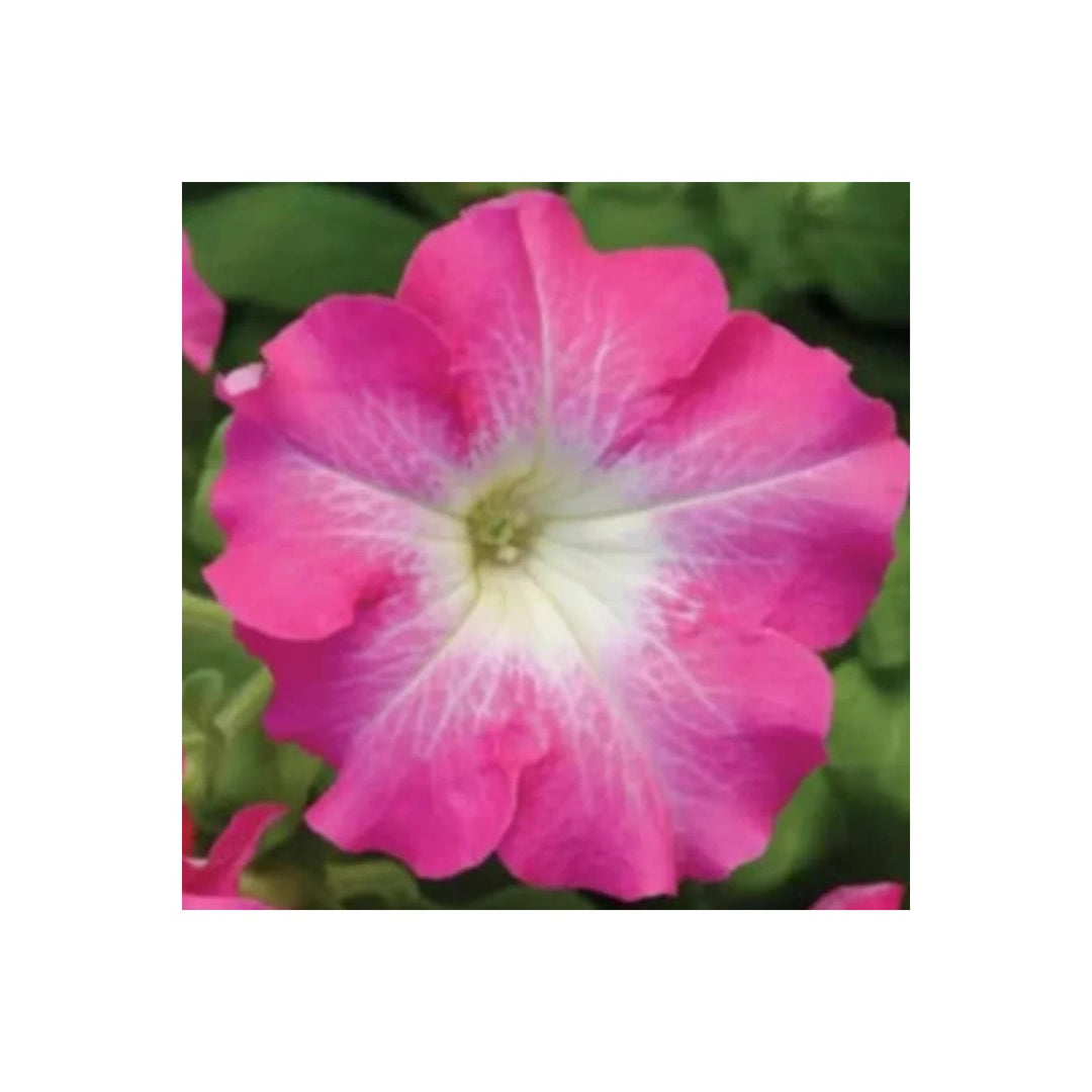 Pink Pink Petunia Dreams Planting Soft Blooms Pelleted Planting Heirloom Non Gmo Flower [neera-v5-14873f0e7563a0f088d6]