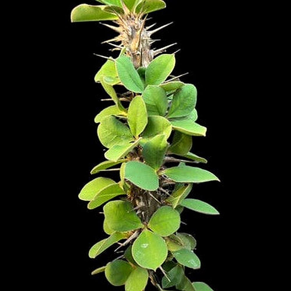 Green Euphorbia Didieroides Seeds for Planting [neera-v5-148a2bd91cdb13faa96c]