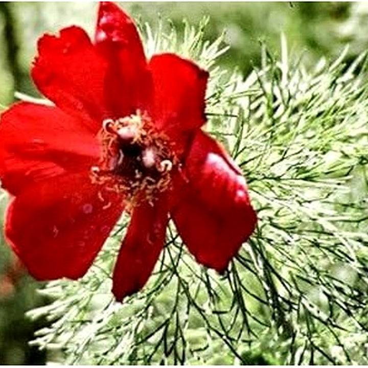 Heirloom Non-GMO Paeonia Red Tenufolia Flower Seeds [neera-v5-148e7bab18fec277d67a]