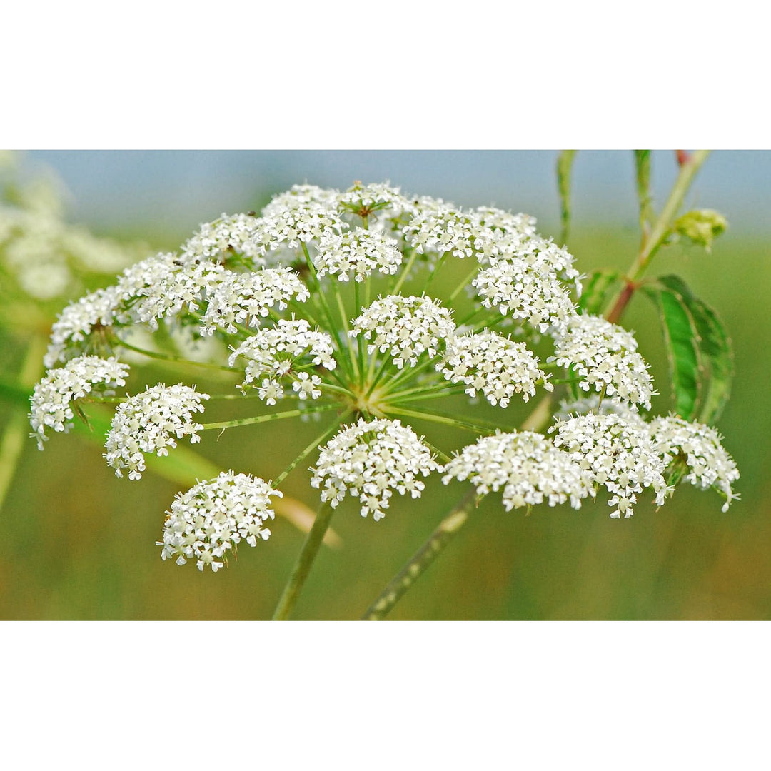 Heirloom Non Gmo Cicuta Maculata Flower For Planting Unique Wetland Wildflower Blooms Flower Seeds [neera-v5-14a3e350abe1c346629f]