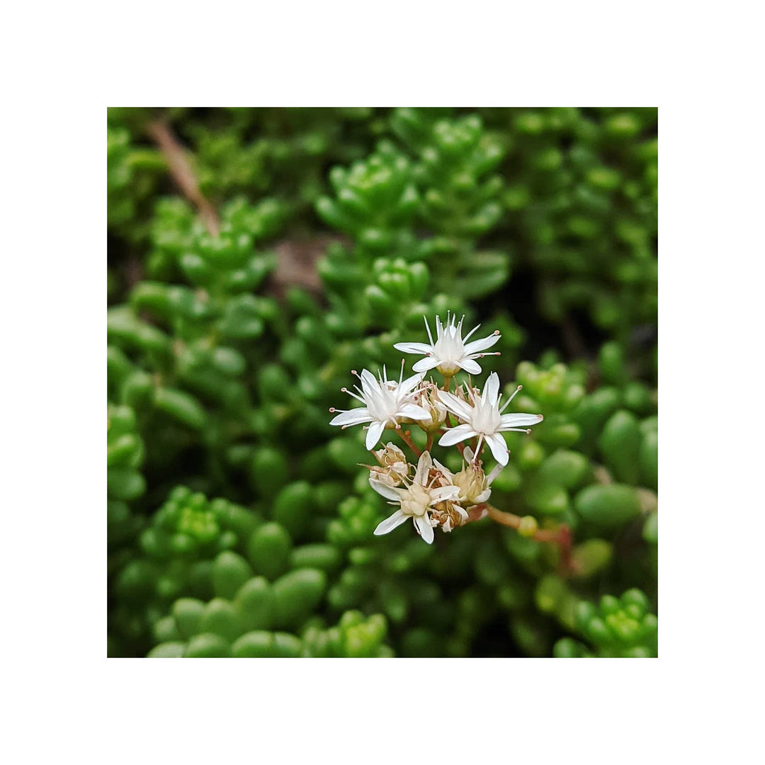 White Heirloom Non Gmo Sedum Acre Flower Planting Hardy Ground Cover Blooming Flower Seeds [neera-v5-14aaa2d9a47086113e28]